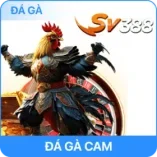 hình ảnh đá gà