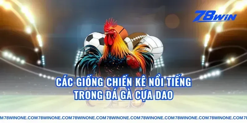 Các giống chiến kê nổi tiếng trong đá gà cựa dao