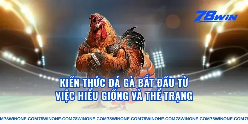 kiến thức đá gà bắt đầu từ việc hiểu giống và thể trạng