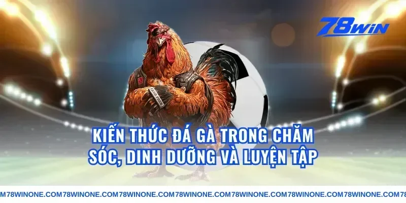 kiến thức đá gà trong chăm sóc, dinh dưỡng và luyện tập