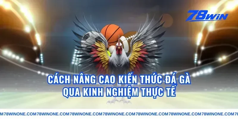 Cách nâng cao kiến thức đá gà qua kinh nghiệm thực tế