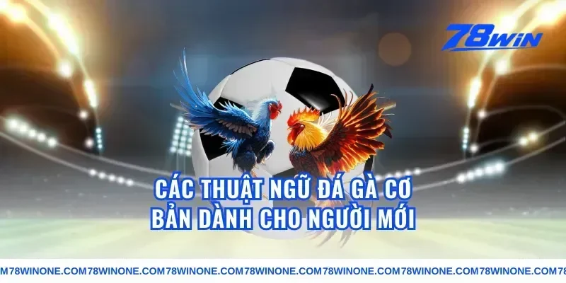 Các thuật ngữ đá gà cơ bản dành cho người mới
